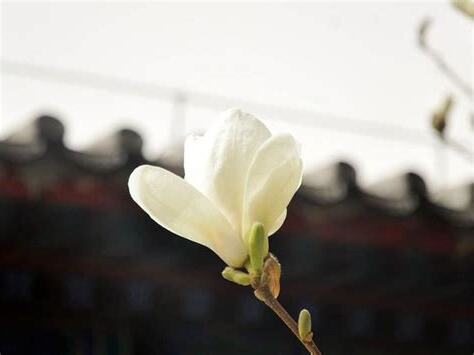 玉蘭花 陰